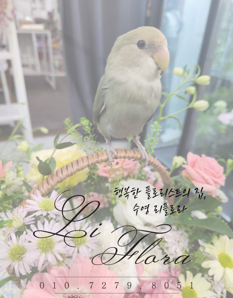 수영구 1등 꽃집 행복한 플로리스트의 집, 리플로라 : 네이버 블로그