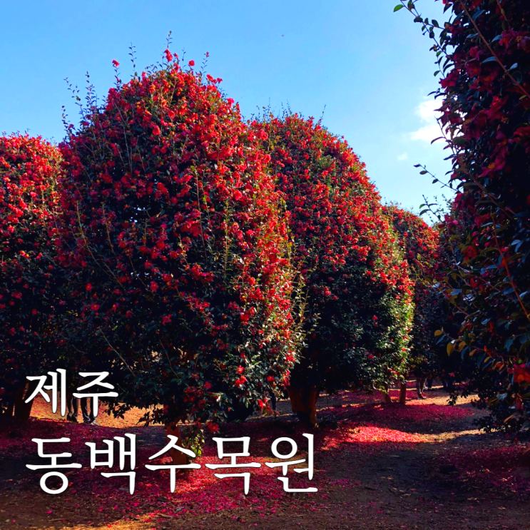  제주동백꽃 명소 동백수목원 겨울 제주가볼만한곳 추천