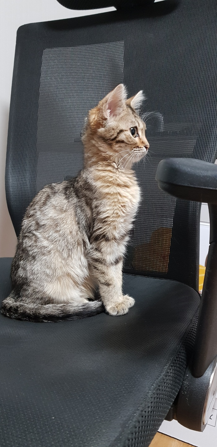  스코티쉬 스트레이트 고양이 "루루"