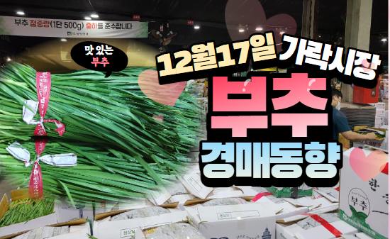  [경매사 일일보고] 12월 17일자 가락시장 "부추" 경매동향을 살펴보겠습니다!