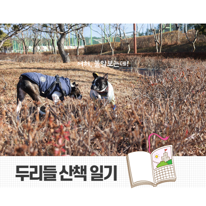  [강아지 산책 일기] 만두 보리의 극과 극 성격