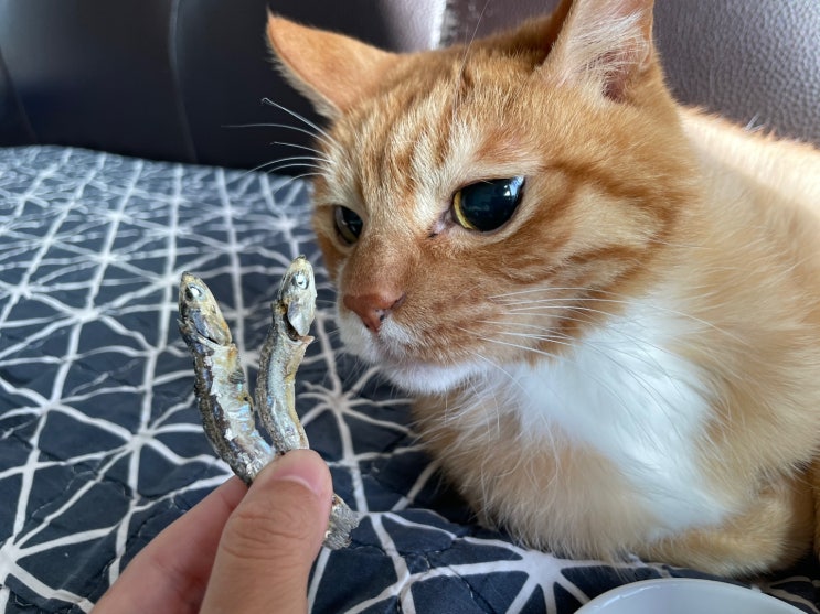  고양이 멸치 생선 급여해도 될까. 정말 주의해야 해요