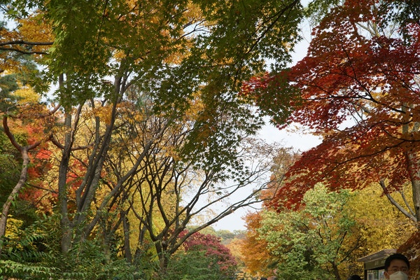  월세 증액, 임대인의 과도한 월세 증액분에 대한 반환청구