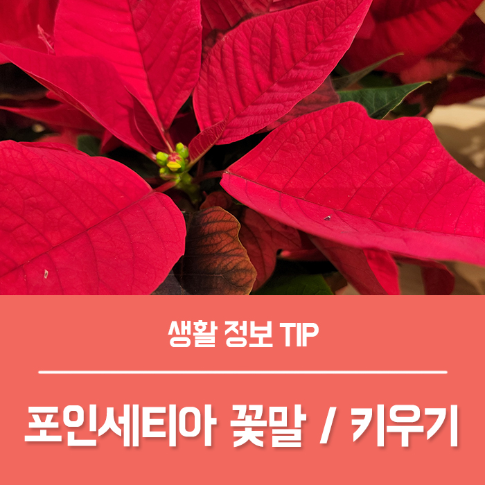  크리스마스 꽃 포인세티아 꽃말 화분 키우기