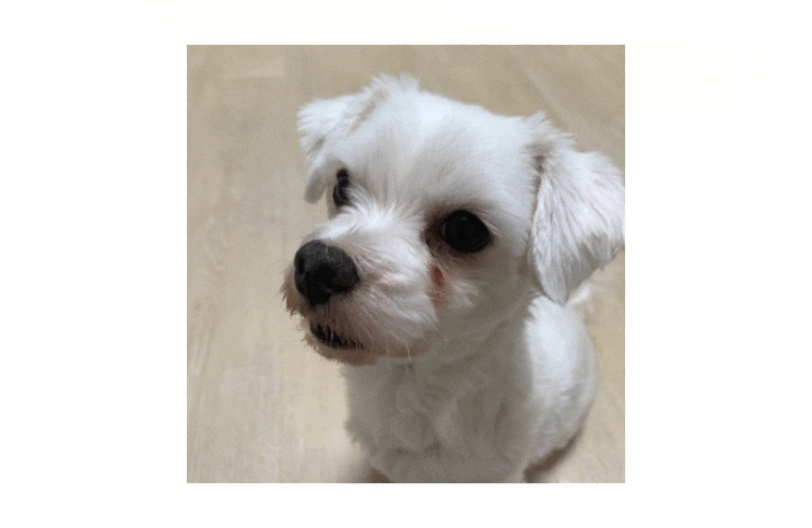  강아지 눈물자국 때문에 눈물 약 찾고 계신가요?
