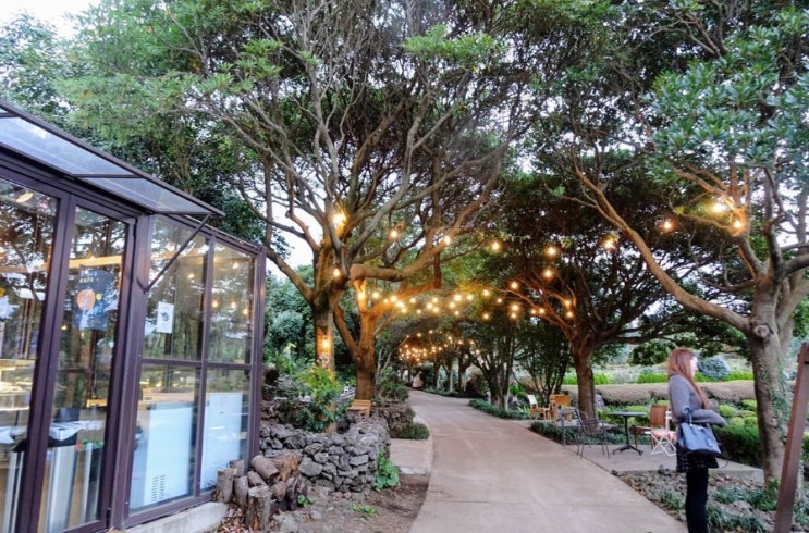  Camellia Hill in Jeju Island