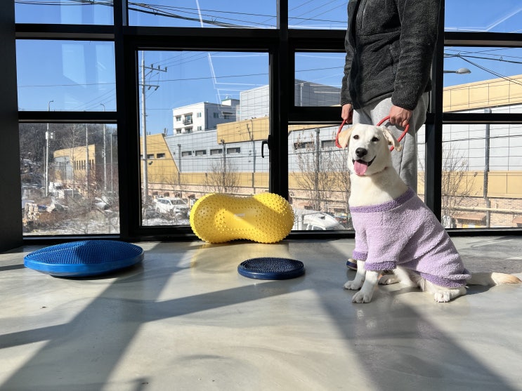  하대원애견호텔:) 라드독