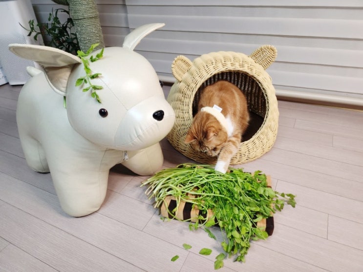  고양이 강아지 미나리 채소 먹어도 될까? 효능과 주의점 알려줄께요