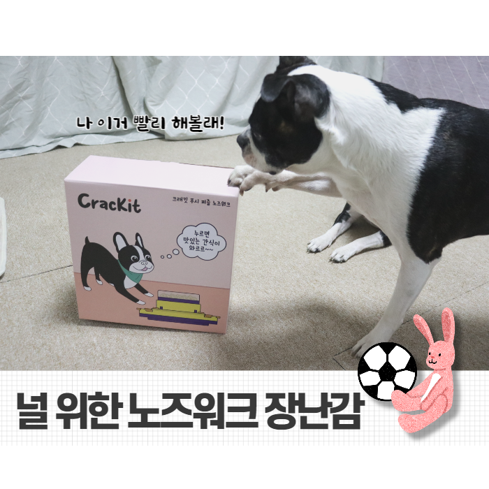  강아지 노즈워크 장난감 크래킷 푸시 손잘쓰는 댕댕이 이거 어때?