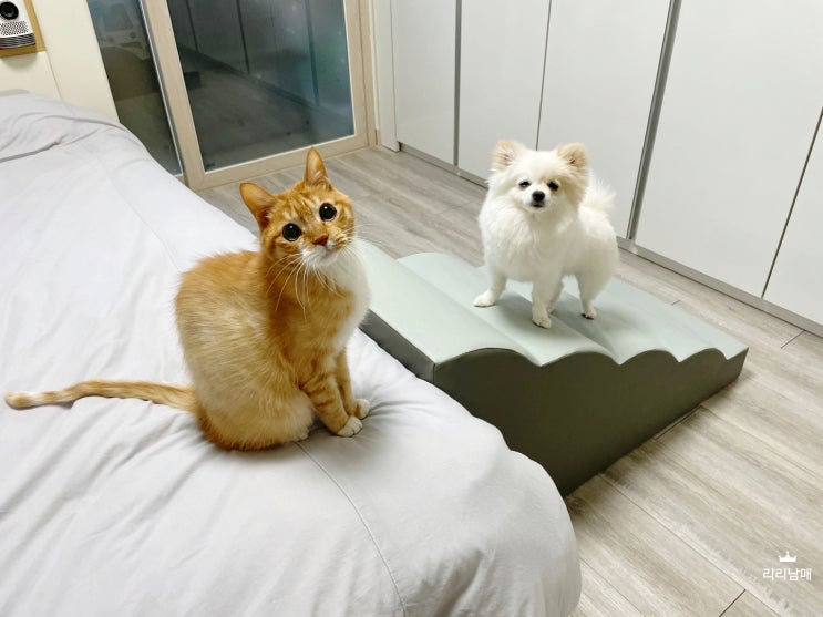 강아지 고양이 계단 , 펫노리터 애견계단 용품 추천 bb