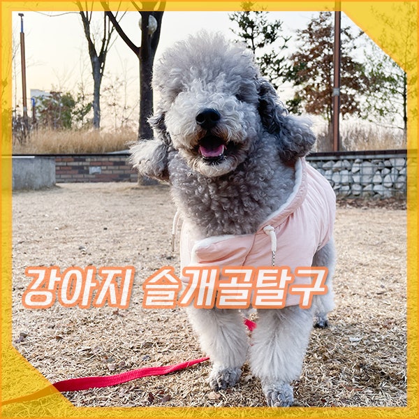  강아지 슬개골탈구 증상 예방, 1~4단계 진단 시 수술 시기