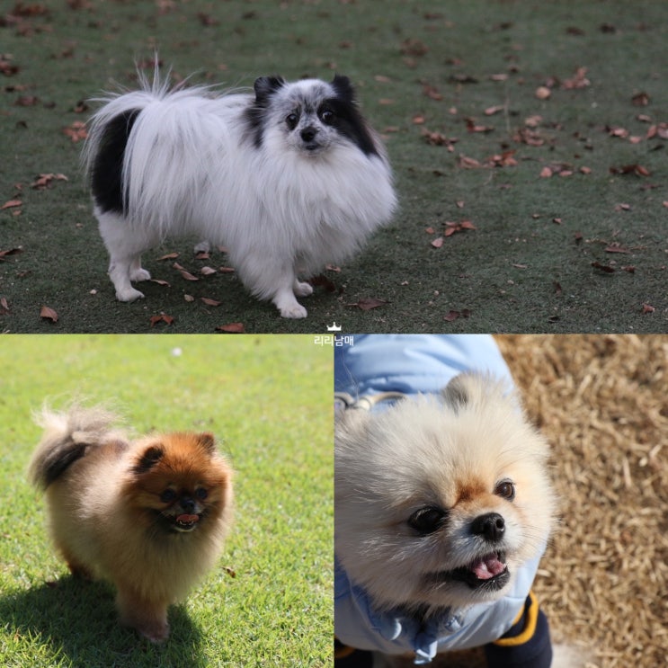  갈색 , 블루멀 , 세이블 포메라니안 소형견 종류 차이