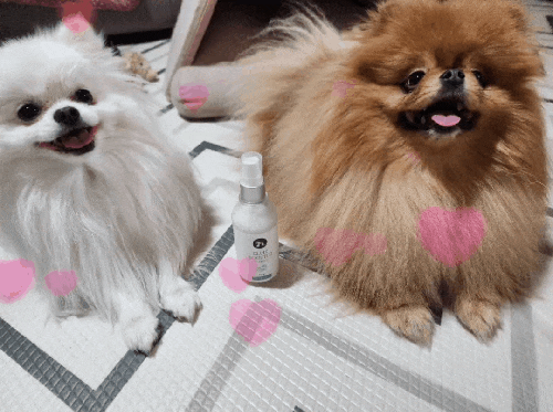  강아지털관리, 강아지 미스트 거부감 없는 은은한 향 펫케어솝 엘피스부스터