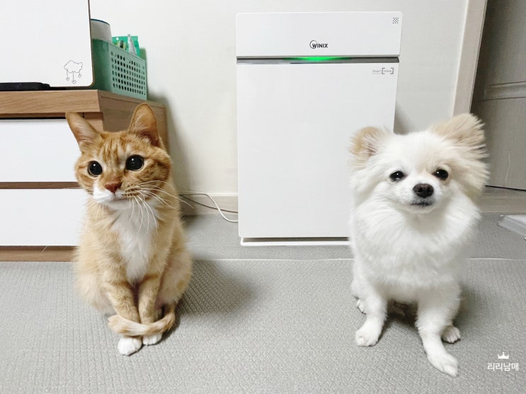  강아지 고양이 털 펫 공기청정기 , 내돈내산 반려동물 집 잇템