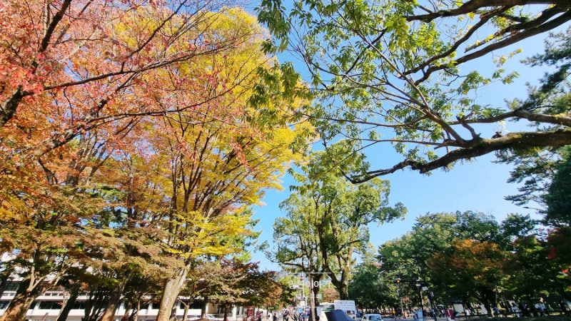 일본 JR 레일 패스, 신칸센 예약 (후쿠오카 - 오사카 - 도쿄 여행) : 네이버 블로그 일본 Jr 레일 패스, 신칸센 예약 (후쿠오카 - 오사카 - 도쿄 여행) : 네이버 블로그