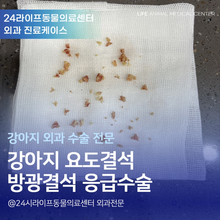 24시 대구동물병원 강아지 요도결석 새벽 응급수술 강아지 혈뇨