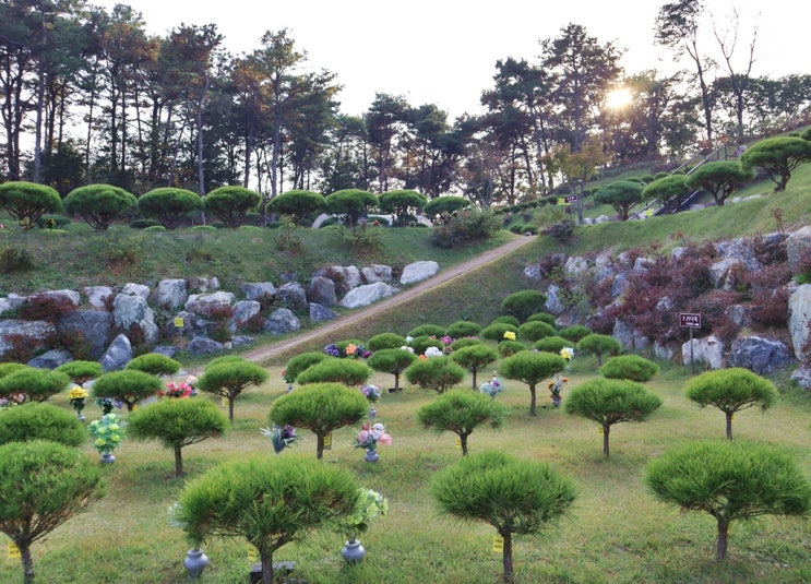  개인 부부 수목장 뜻과 특색 볼게요