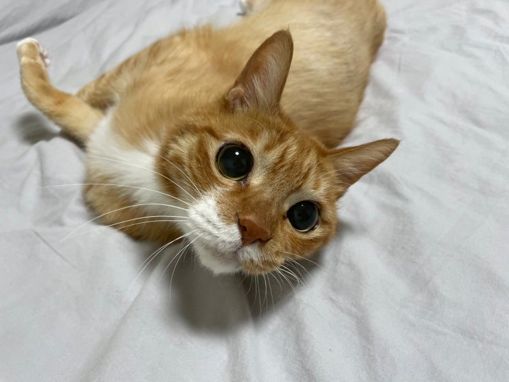  고양이 알러지 천식 . 침대 이불 털 관리, 셀프 미용 등 극복 방법
