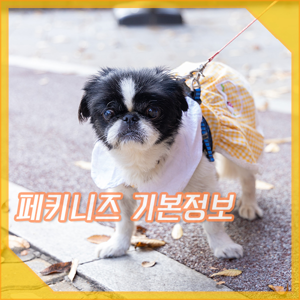  페키니즈 포토, 기본정보, 매력 있는 소형견 종류 패키니즈
