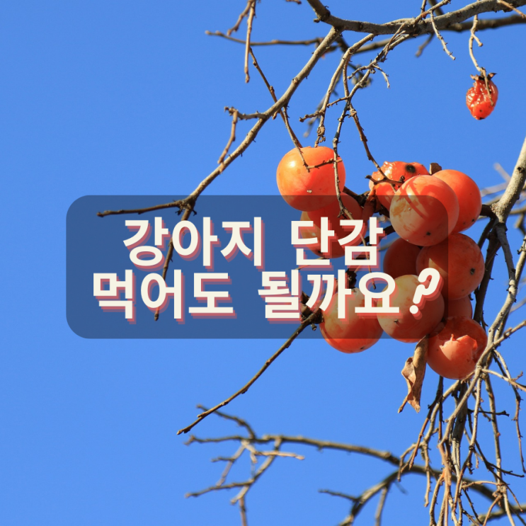  [강아지정보] 강아지 단감 먹어도 될까요?