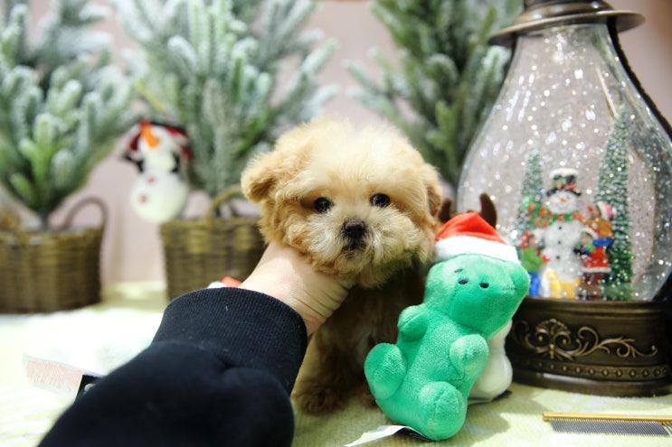 울산강아지분양 달링하이울산점 에서 평생을 함께할 반려견 믿고 분양받으실수있도록 바르게 케어하며 예비견주님들을 기다리고 있을께요.