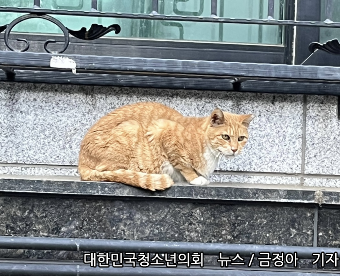끊이지 않는 '캣맘' 혐오 사건들... 사람과 동물이 안전하게 공존하는 세상을 바라며