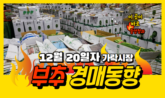[경매사 일일보고] 12월 20일자 가락시장 "부추" 경매동향을 살펴보겠습니다!
