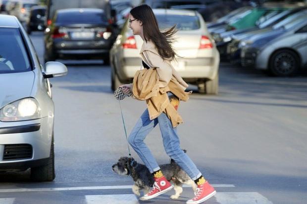 남의 반려견 차로 깔아뭉개고 나몰라라...뺑소니로 처벌받는다