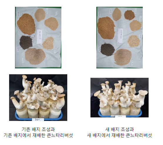 버섯 농가 경영비 낮추는 ‘알뜰한 배지’ 개발 버섯 농가 경영비 낮추는 ‘알뜰한 배지’ 개발