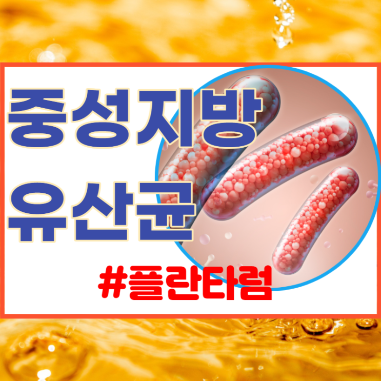  중성지방유산균의 락토바실러스 플란타럼!