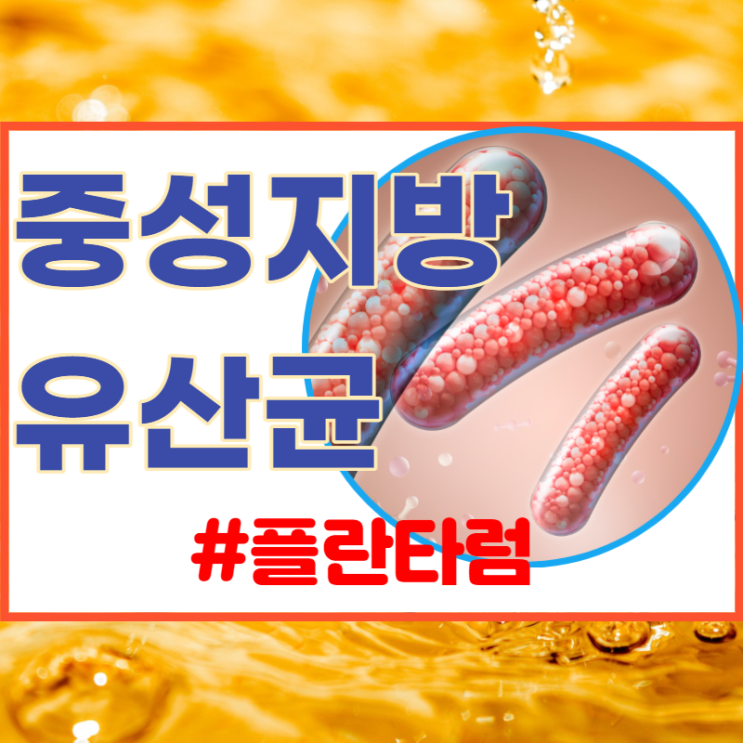 중성지방유산균의 락토바실러스 플란타럼!