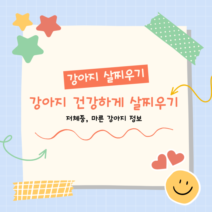 [강아지키우기] 강아지 살찌우기 / 강아지 건강하게 살찌우기 / 마른강아지, 노견 저체중