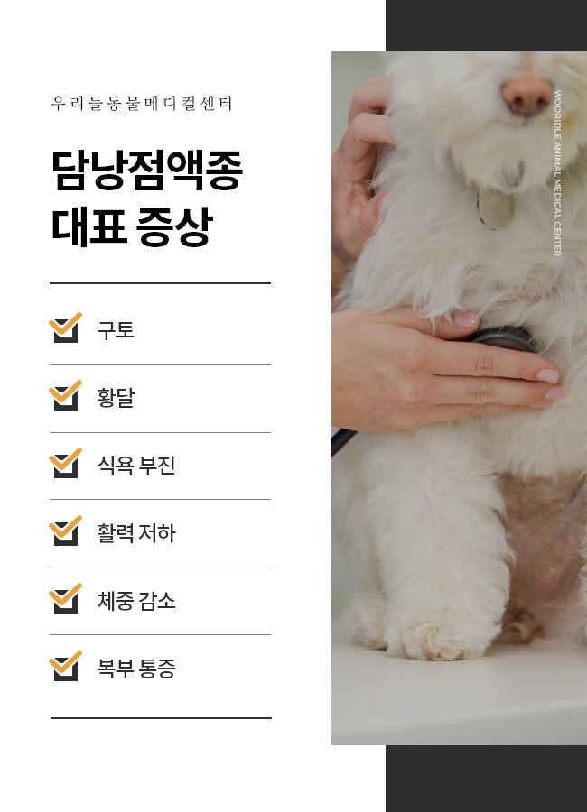 개 담낭절제술, 개 담낭절제술 (울산 이승진 동물병원) 5