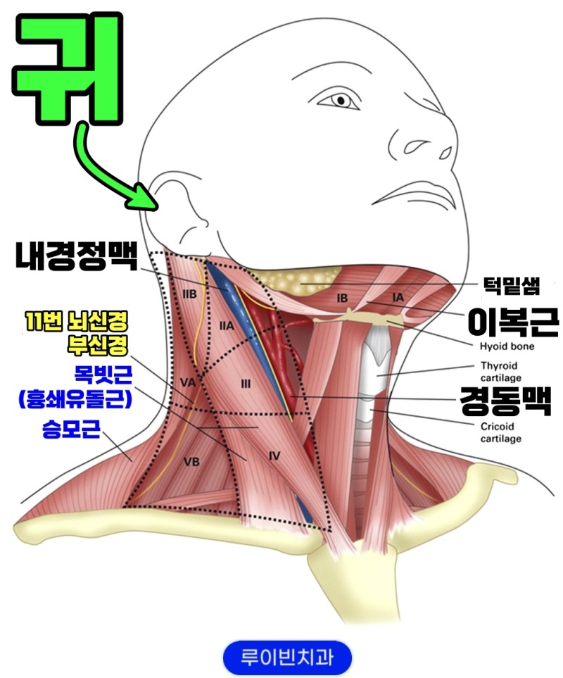 귀 통증(왼쪽 오른쪽, 안쪽) 귀아플때 치료 병원 : 네이버 블로그