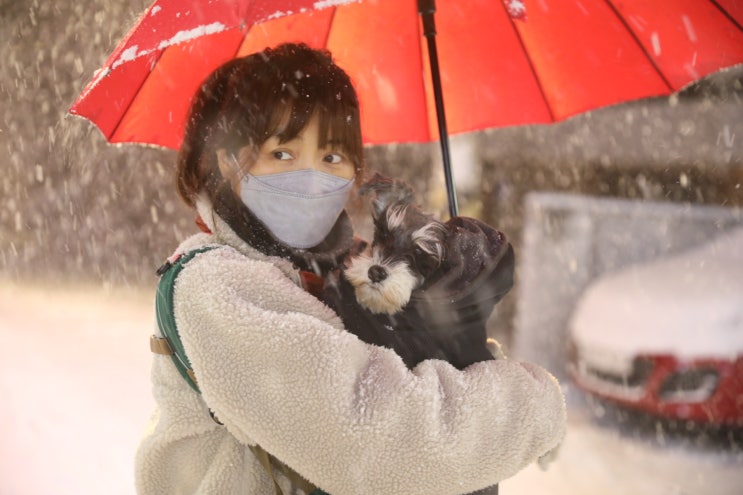  강아지 눈 오는날 노견 슬개골 예방을 위한 어부바 포대기 산책노하우
