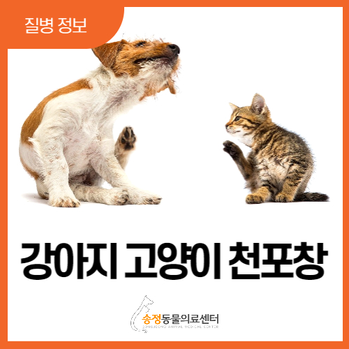  강아지 고양이 피부에 각질이 생기거나 물집이 잡히고 터지는 자가면역질환 천포창 ( 광주 반려동물치료전문 송정의료센터 )