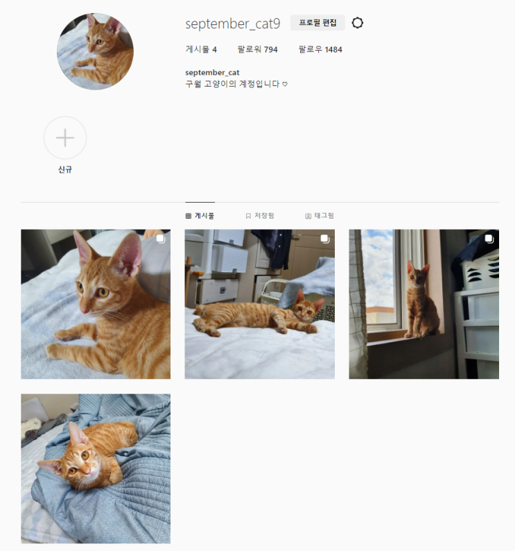  인스타 팔로워 늘리는법, 자동화 프로그램 실험 기록 (내 고양이 인스타 셀럽 ㄱㄱ)