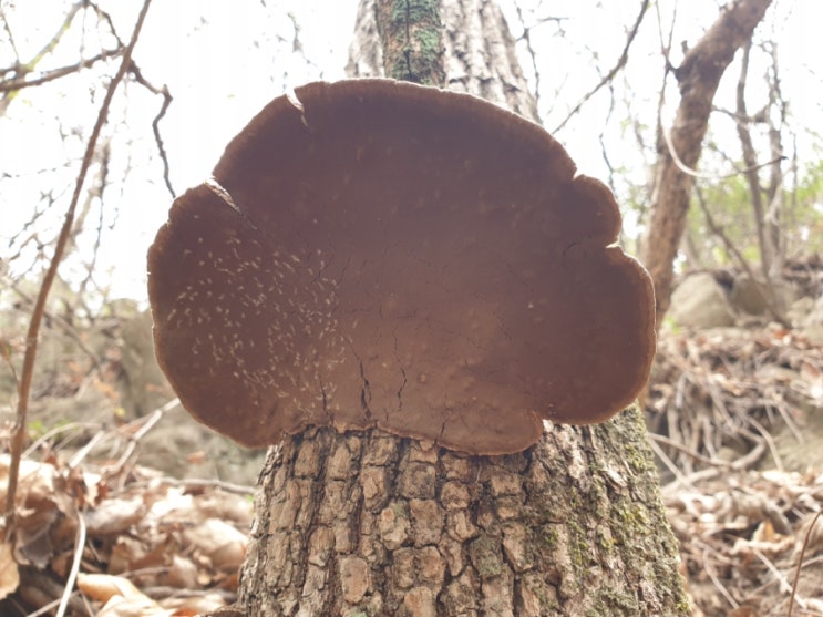상황버섯 차 상황버섯효능 상황버섯 물 마시는방법 상황버섯 차 상황버섯효능 상황버섯 물 마시는방법