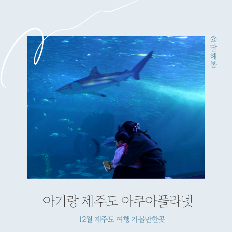  돌아기랑 12월 제주도 여행 가볼만한곳 한화 아쿠아리움 아쿠아플라넷 f 오션아레나