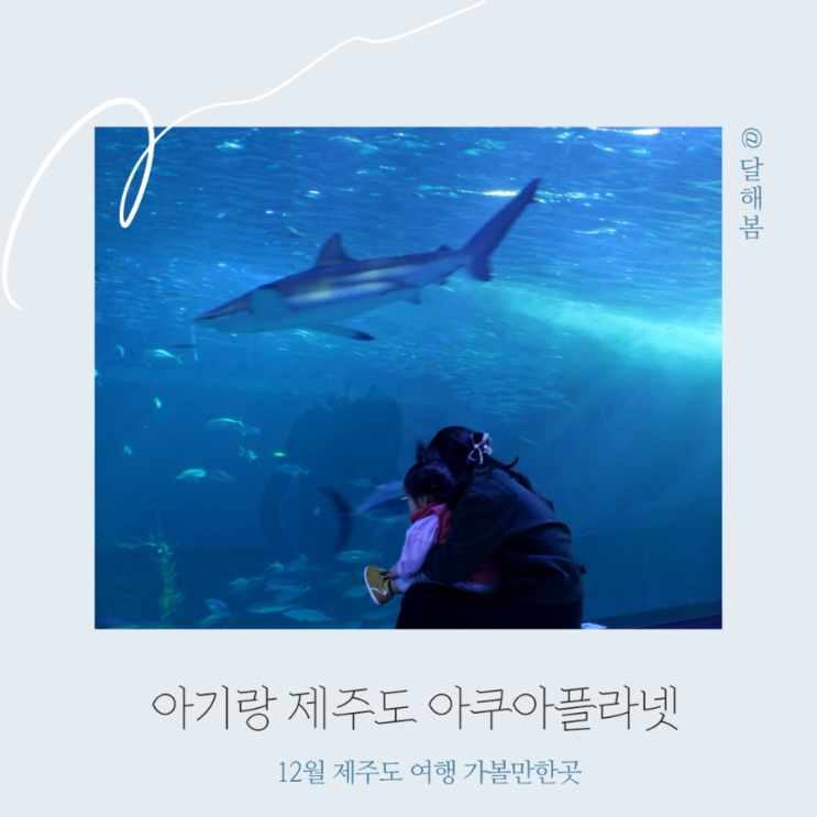 돌아기랑 12월 제주도 여행 가볼만한곳 한화 아쿠아리움 아쿠아플라넷 f 오션아레나