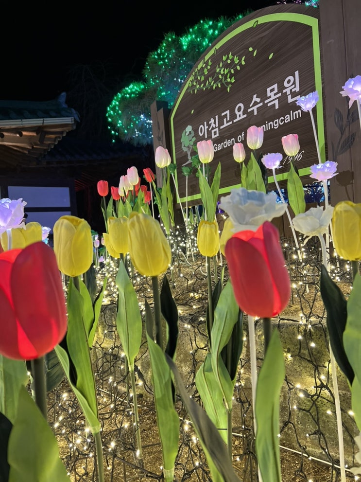  가평여행   한겨울 아침고요수목원 축제 / 티켓 할인/먹거리/낮과밤 비교사진