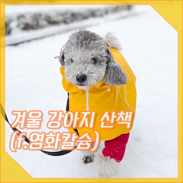 겨울 강아지 산책 눈오는날 염화칼슘 조심해야 하는 이유