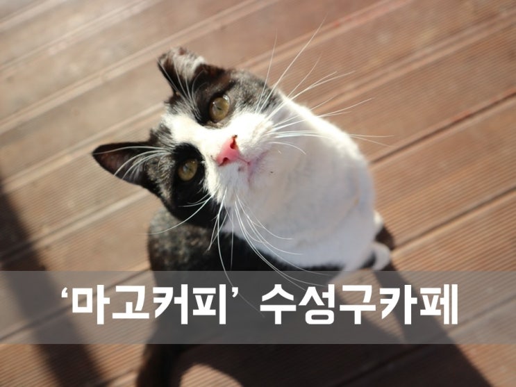  ㅣ대구 수성구 카페ㅣ마고커피, 귀여운 고양이가 있는 갤러리 카페