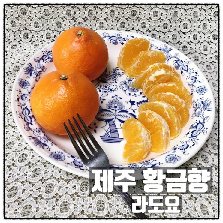  제주 황금향 라도요 제주 제철과일 제주특산물 맛 리뷰