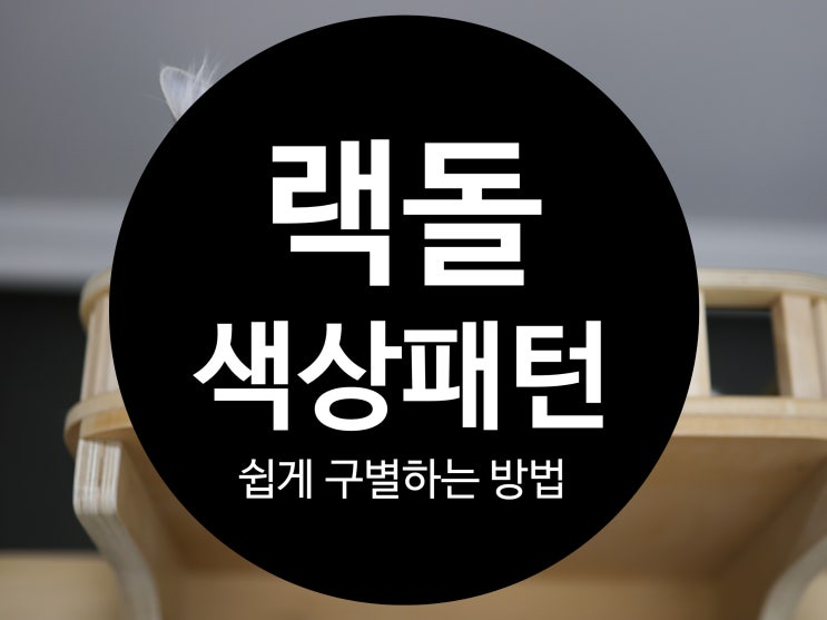  랙돌캐터리 렉돌색상과 패턴 쉽게 구별하는 방법.