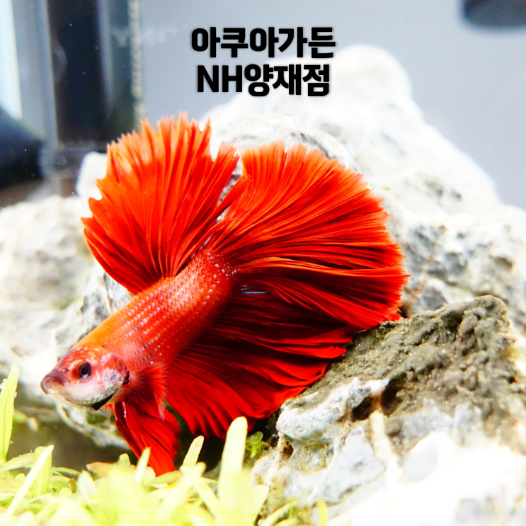  서울 양재 카페: 아마존 분위기의 아쿠아가든 NH양재점