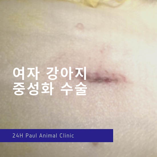 성남24시 폴 동물병원 강아지 중성화 수술일기