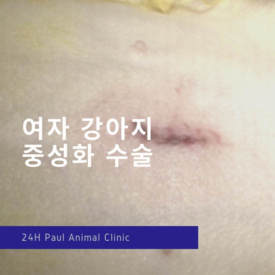  성남24시 폴 동물병원 강아지 중성화 수술일기