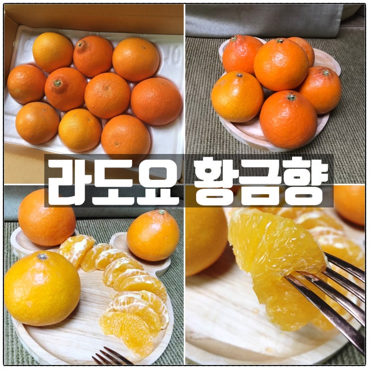 라도요 황금향 산지직송 제주특산물 전국택배 제주과일 맛 리뷰 라도요 황금향 산지직송 제주특산물 전국택배 제주과일 맛 리뷰