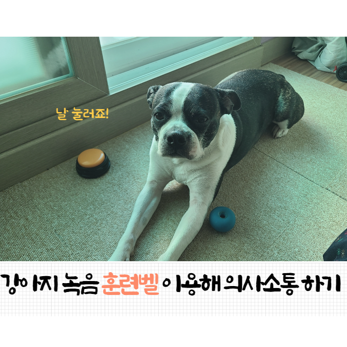  강아지 훈련벨 이용해 화장실 문 열어달라는 훈련하기